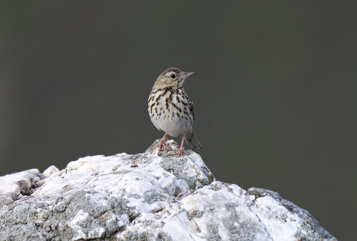 Tree Pipit - ML637686706