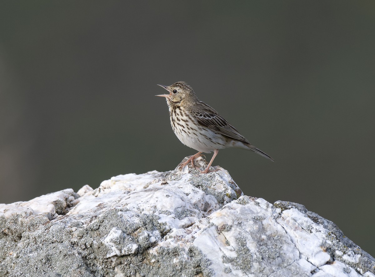 Tree Pipit - ML637686708