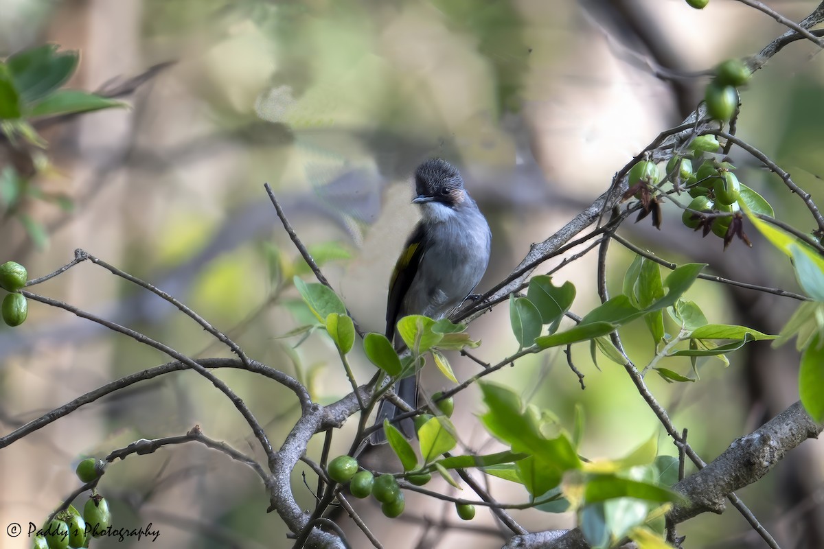 Ashy Bulbul - ML637686747