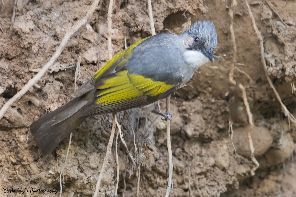 Ashy Bulbul - ML637686748