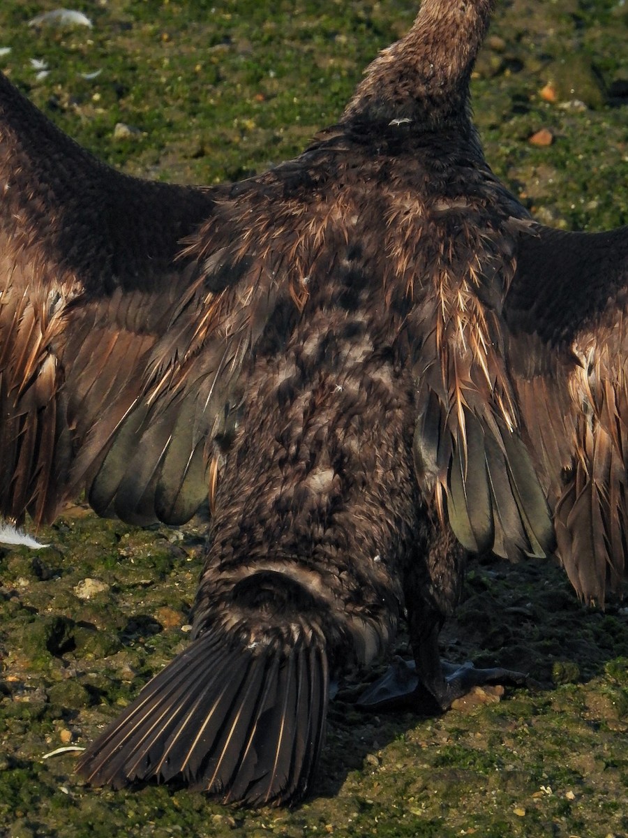 Great Cormorant - ML637686769