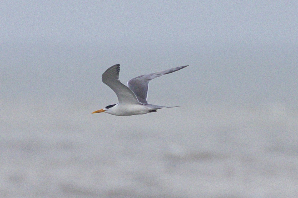 Great Crested Tern - ML637686781