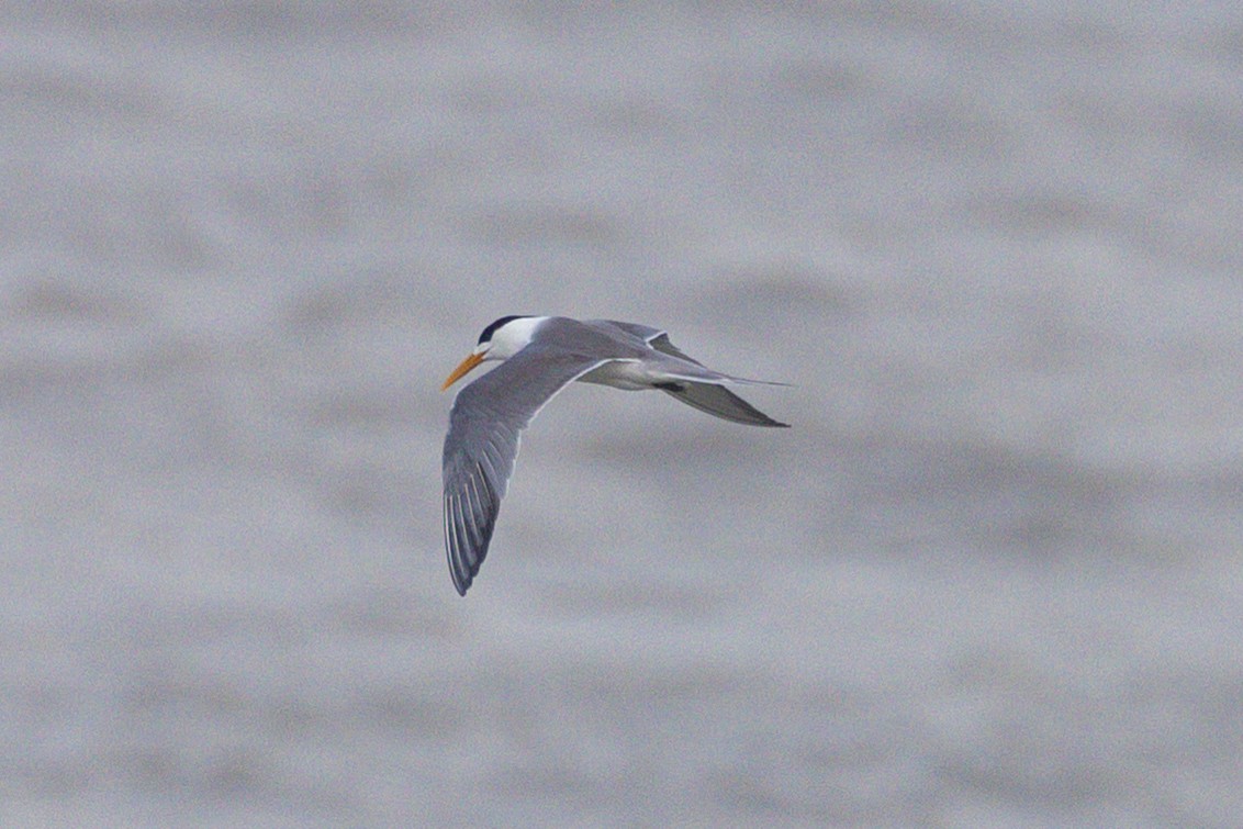 Great Crested Tern - ML637686782