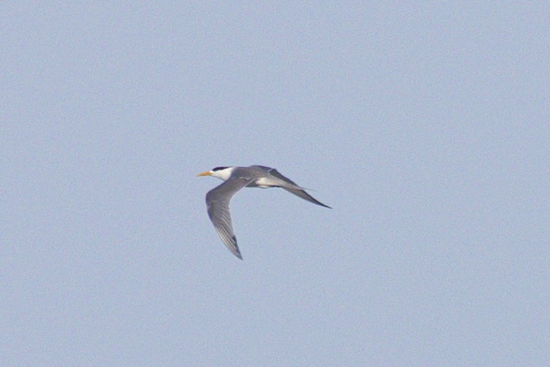 Great Crested Tern - ML637686789