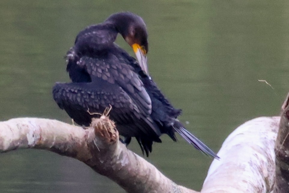 Great Cormorant - ML637686816