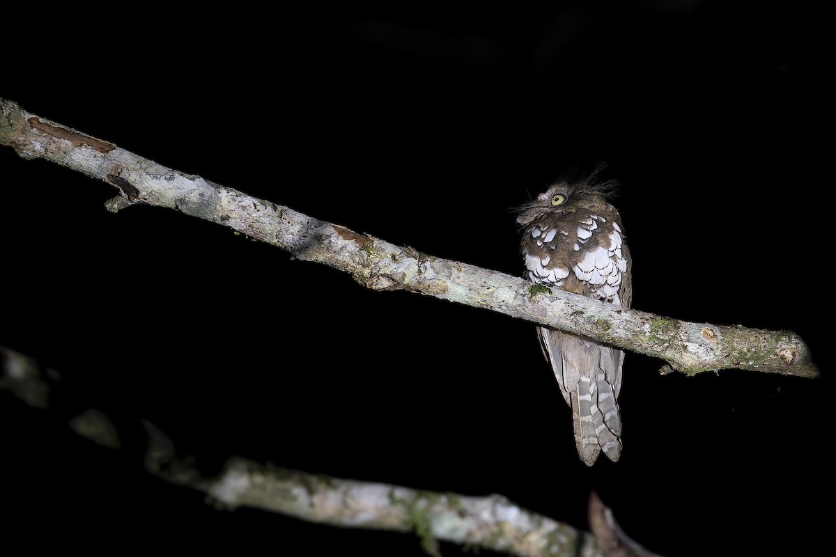 Bornean Frogmouth - ML637686817