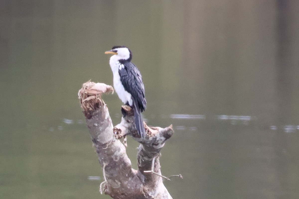 Little Pied Cormorant - ML637686828