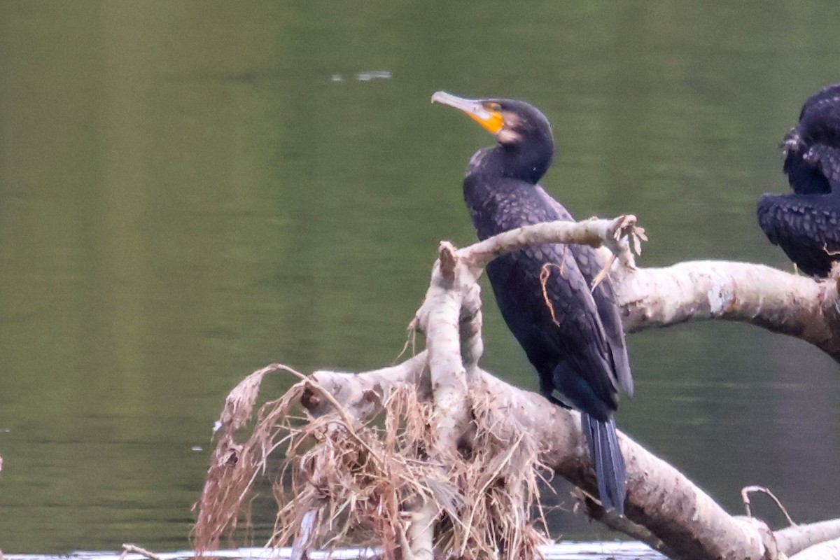 Great Cormorant - ML637686840