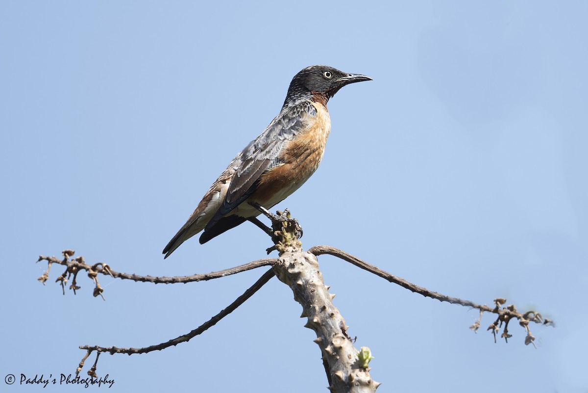 Spot-winged Starling - ML637686850