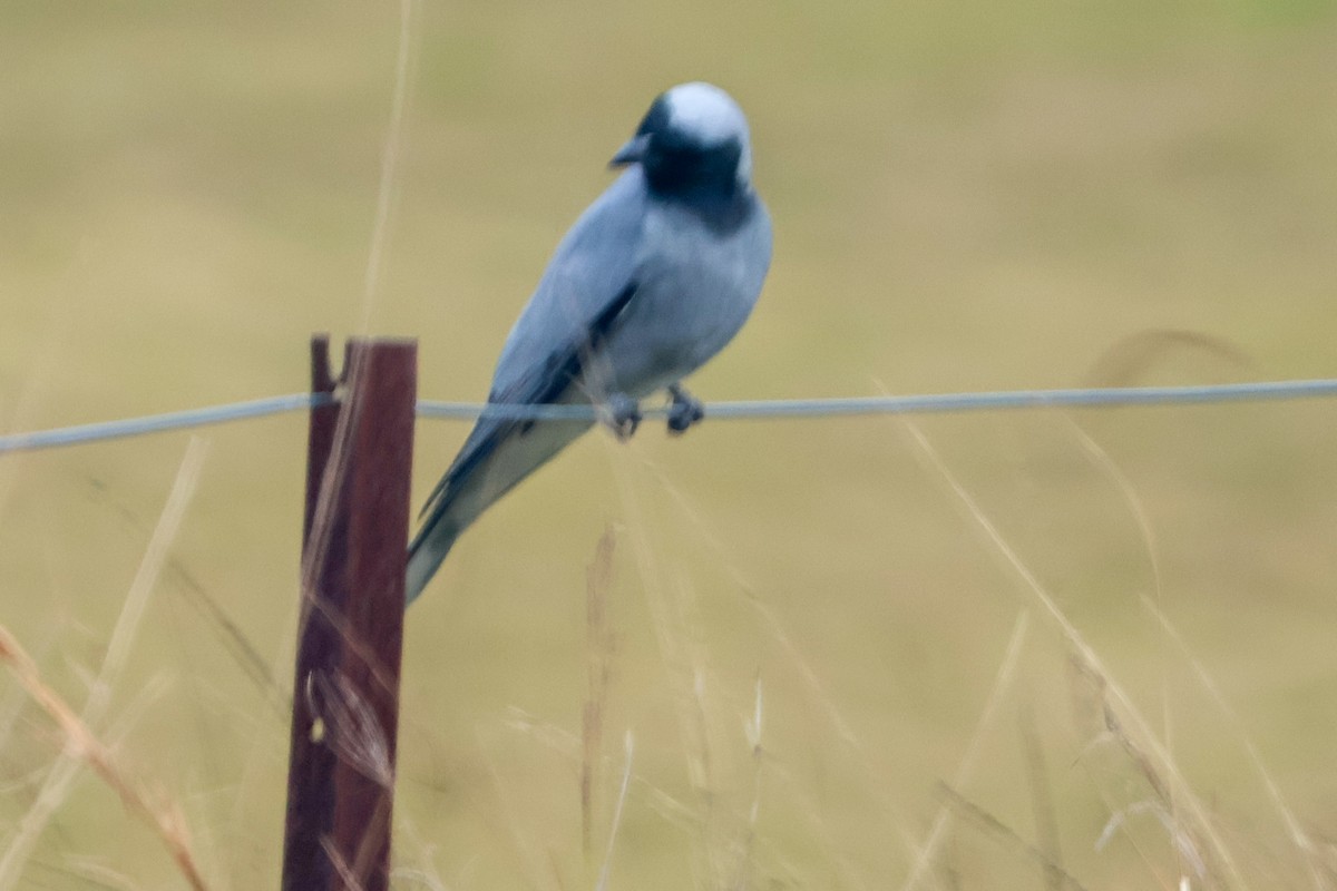 Black-faced Cuckooshrike - ML637686852