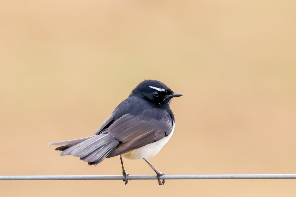 Willie-wagtail - ML637686862