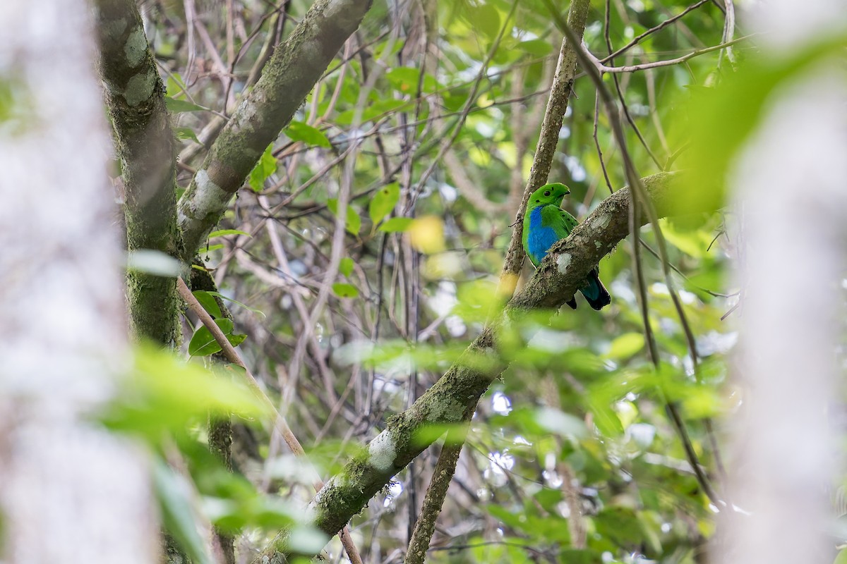 Hose's Broadbill - ML637686885