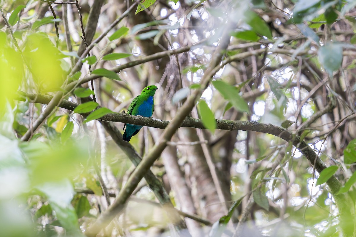 Hose's Broadbill - ML637686887