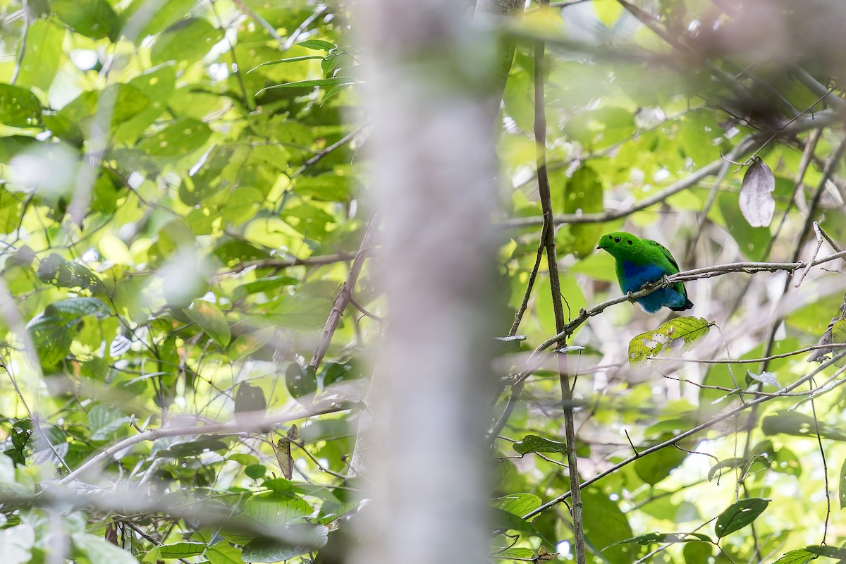 Hose's Broadbill - ML637686888