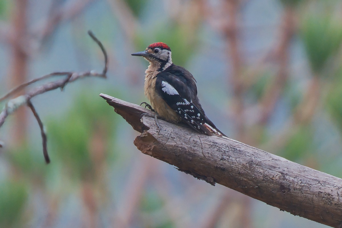 Himalayan Woodpecker - ML637686981