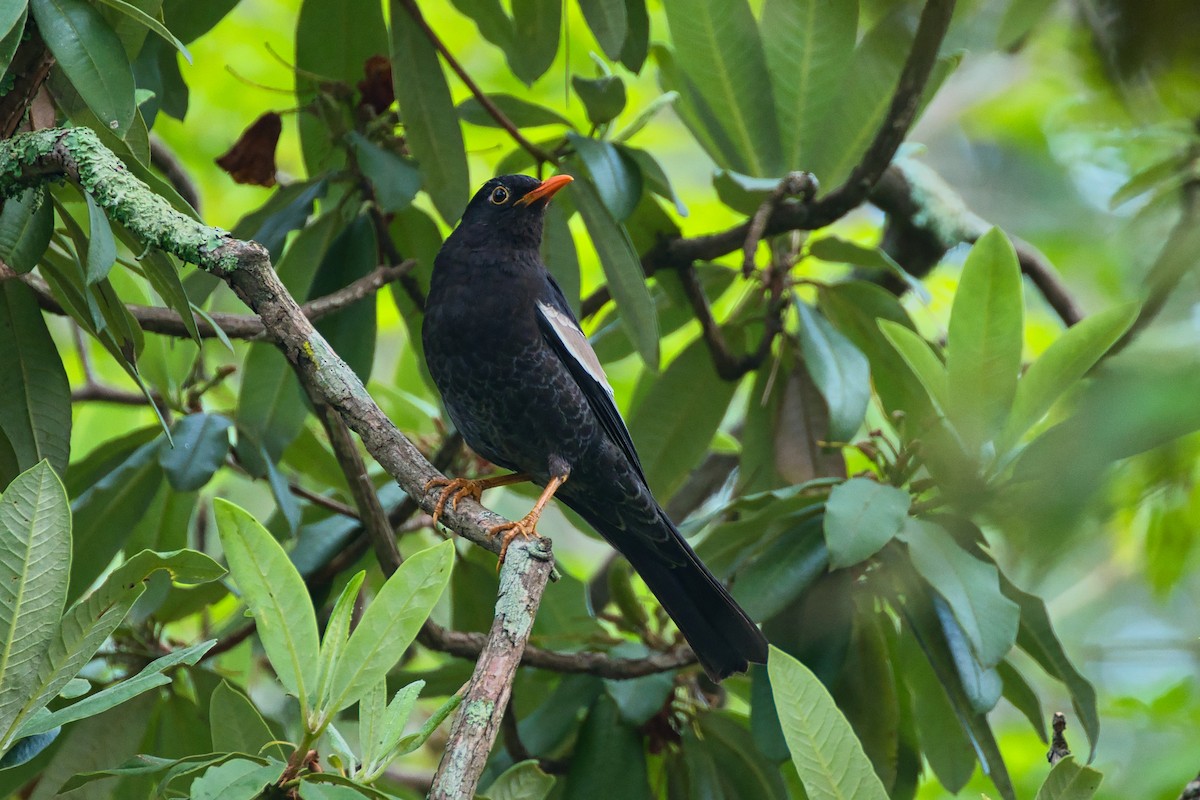 Gray-winged Blackbird - ML637686982