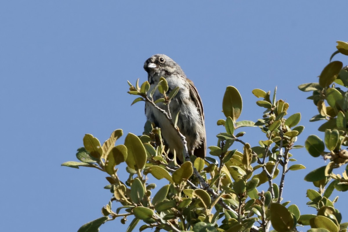 Bell's Sparrow - ML637686984