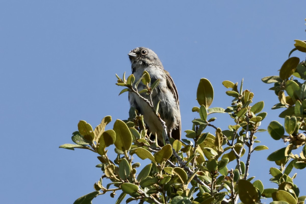 Bell's Sparrow - ML637686985