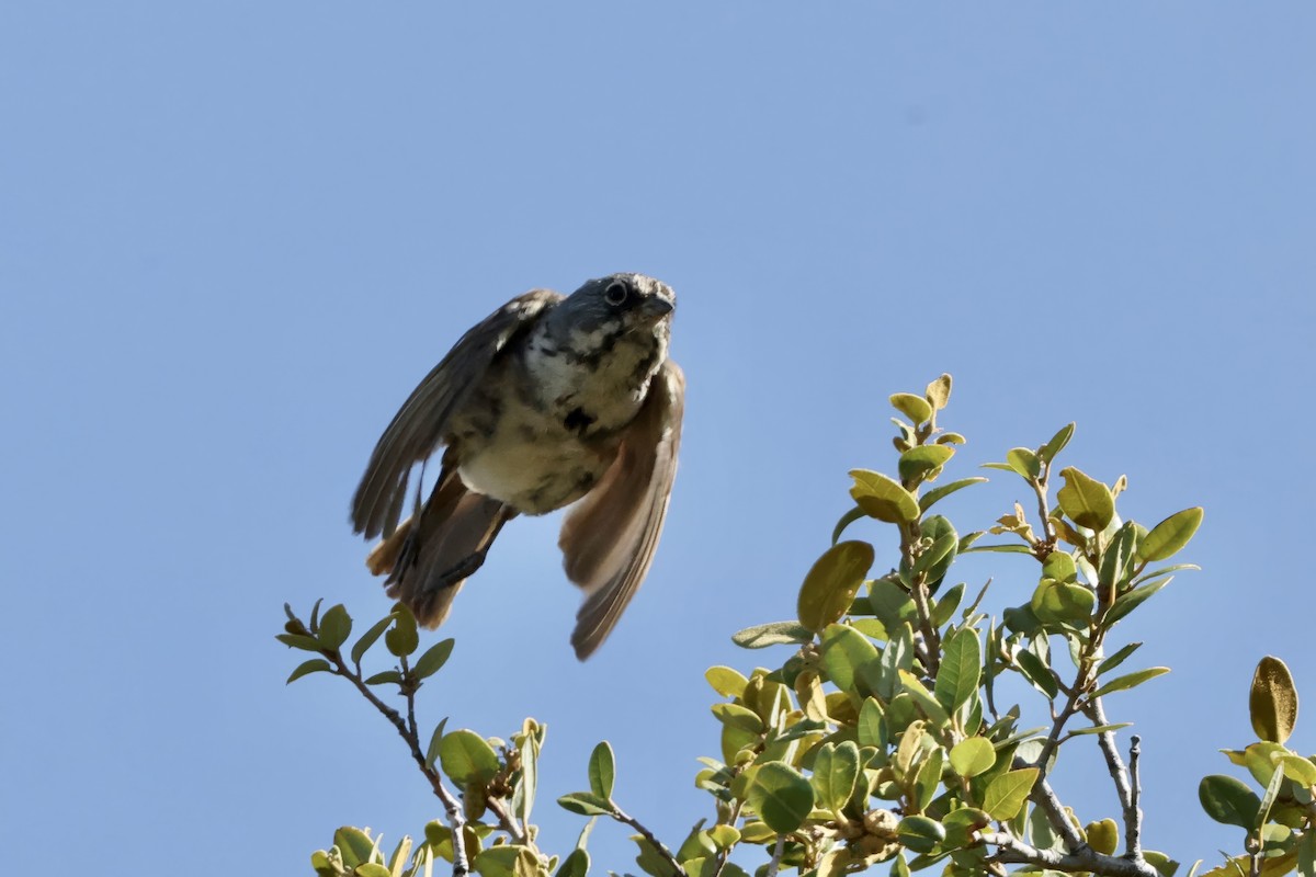 Bell's Sparrow - ML637686987