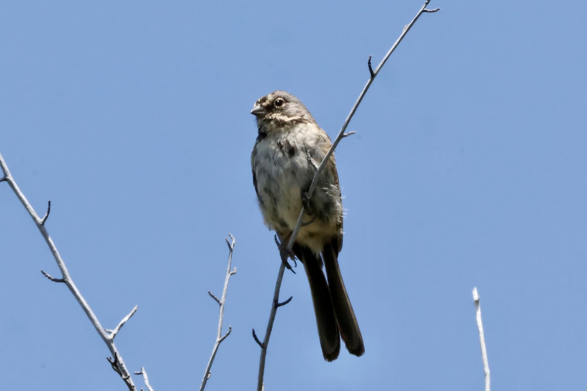 Bell's Sparrow - ML637686988