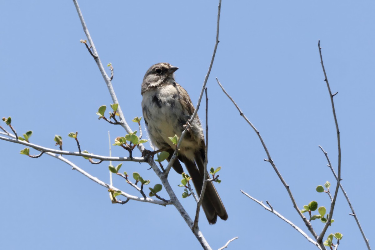 Bell's Sparrow - ML637686989