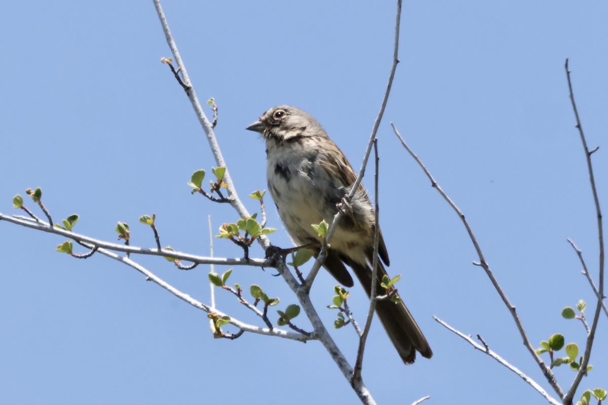 Bell's Sparrow - ML637686990