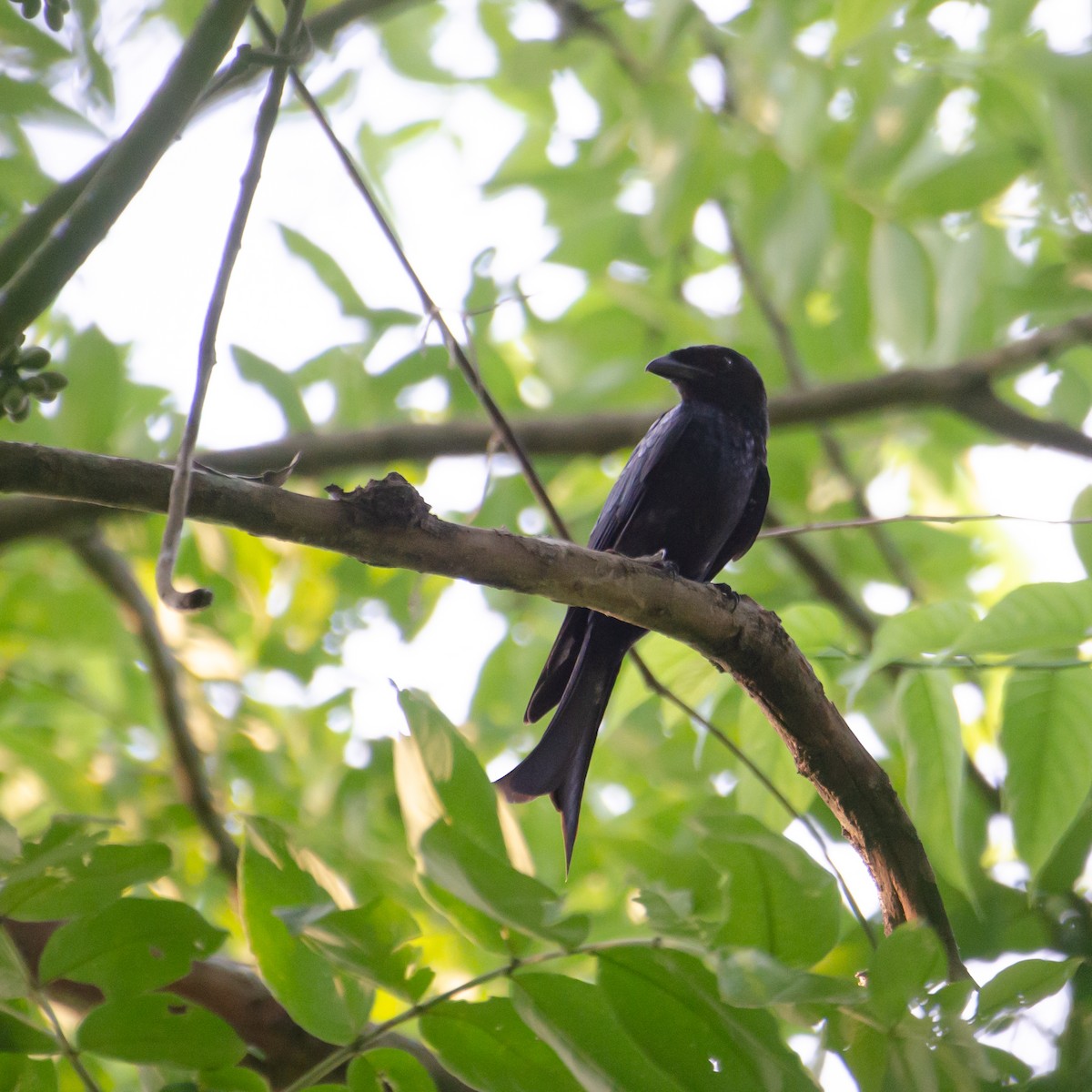 Crow-billed Drongo - ML637686991