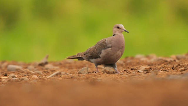 Red-eyed Dove - ML637686995