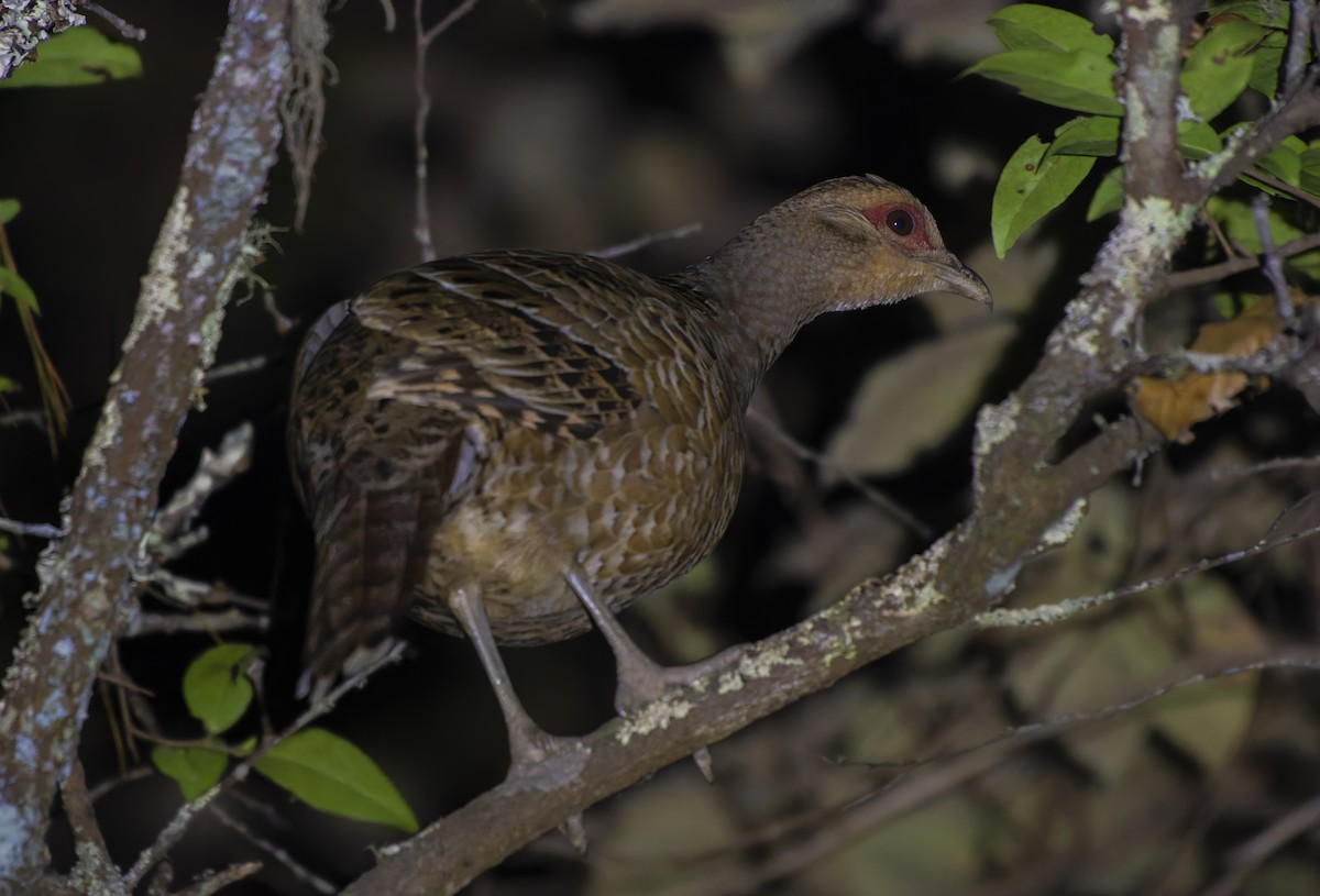 Mrs. Hume's Pheasant - ML637687020