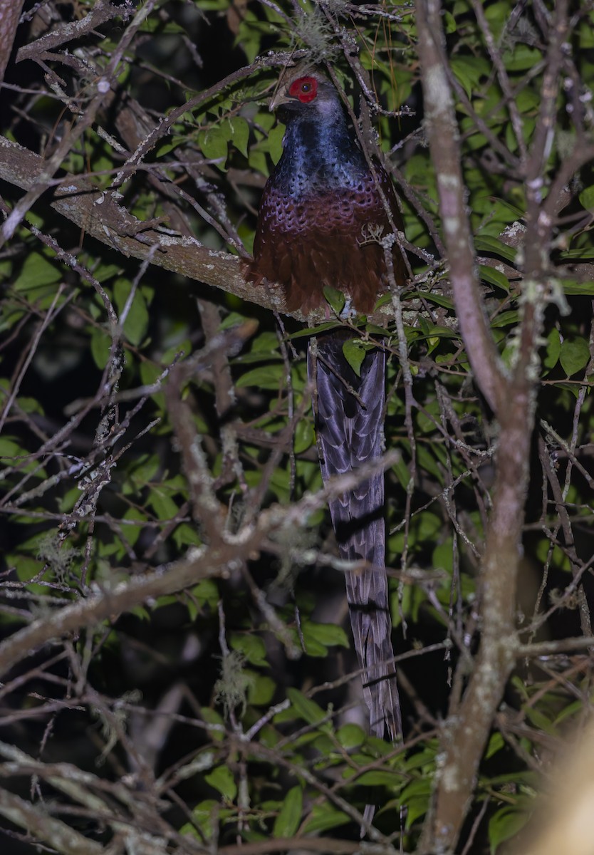 Mrs. Hume's Pheasant - ML637687022