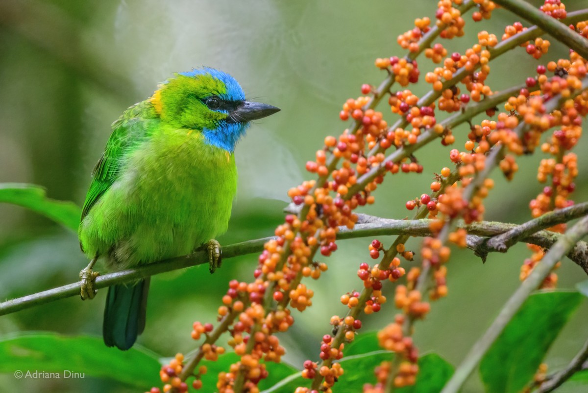 Golden-naped Barbet - ML637687037