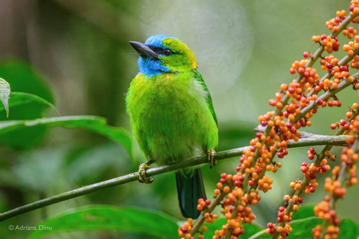 Golden-naped Barbet - ML637687038