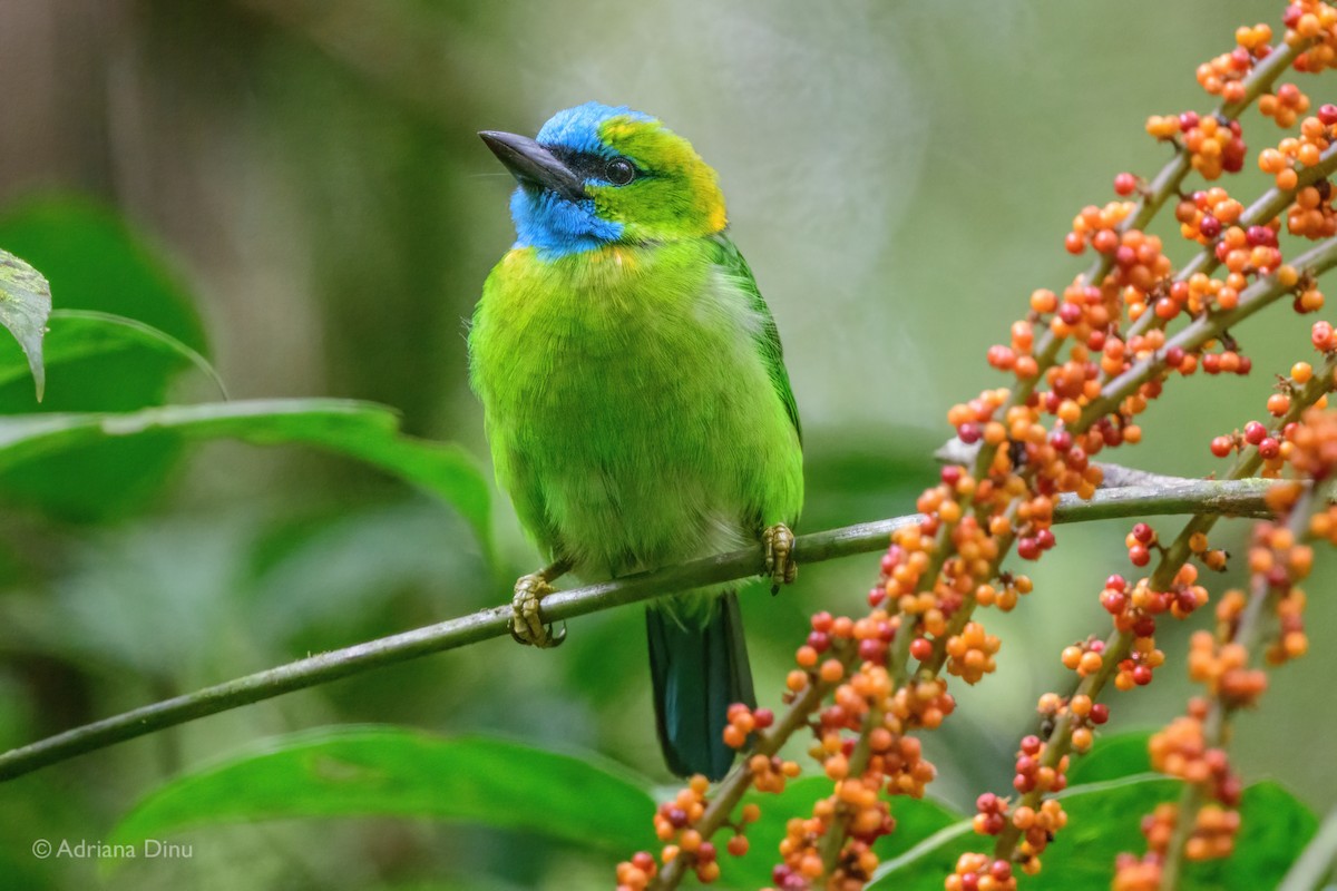 Golden-naped Barbet - ML637687039
