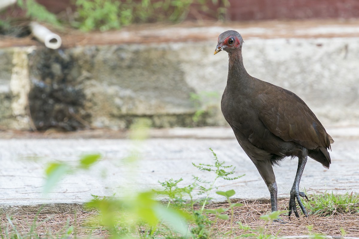 Philippine Megapode - ML637687054