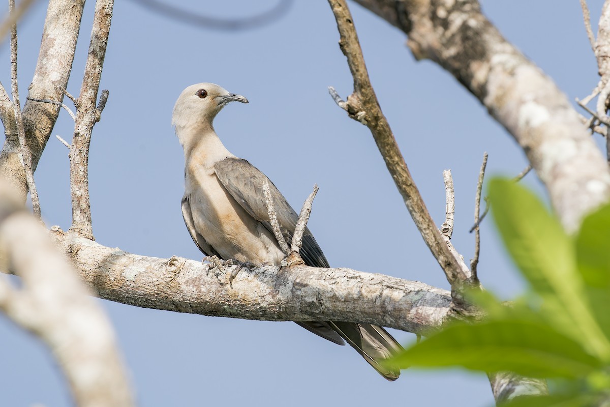 Gray Imperial-Pigeon - ML637687057