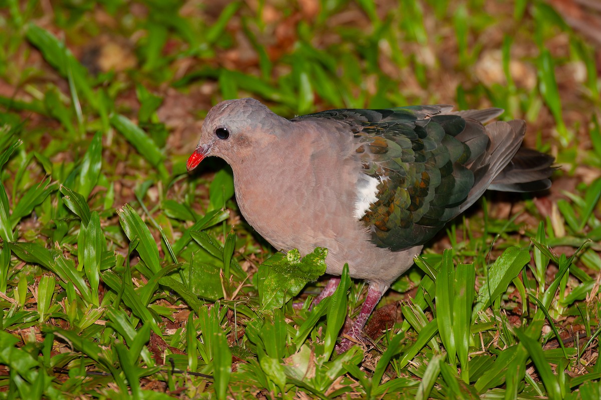Pacific Emerald Dove - ML637687077
