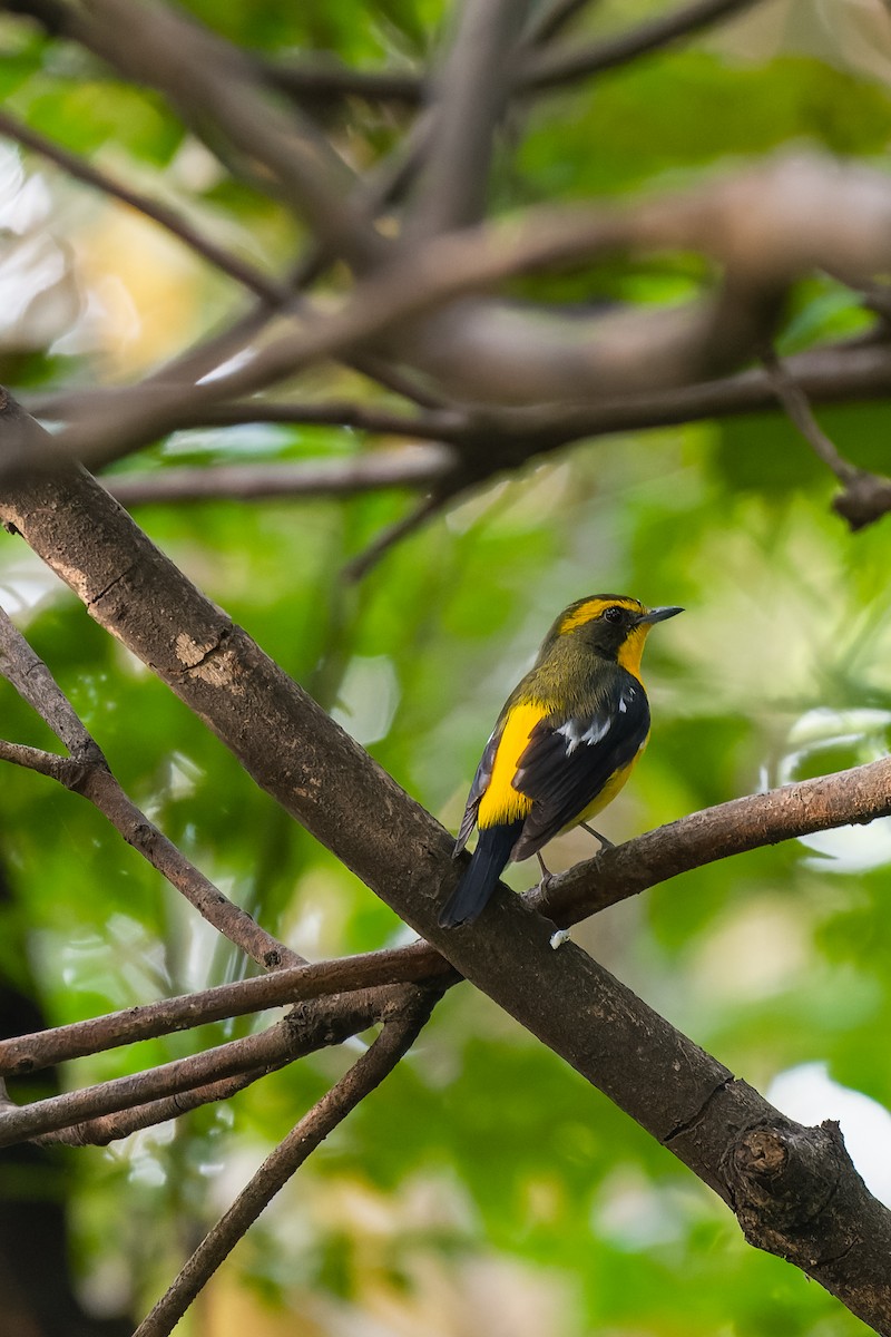Ryukyu Flycatcher - ML637687118