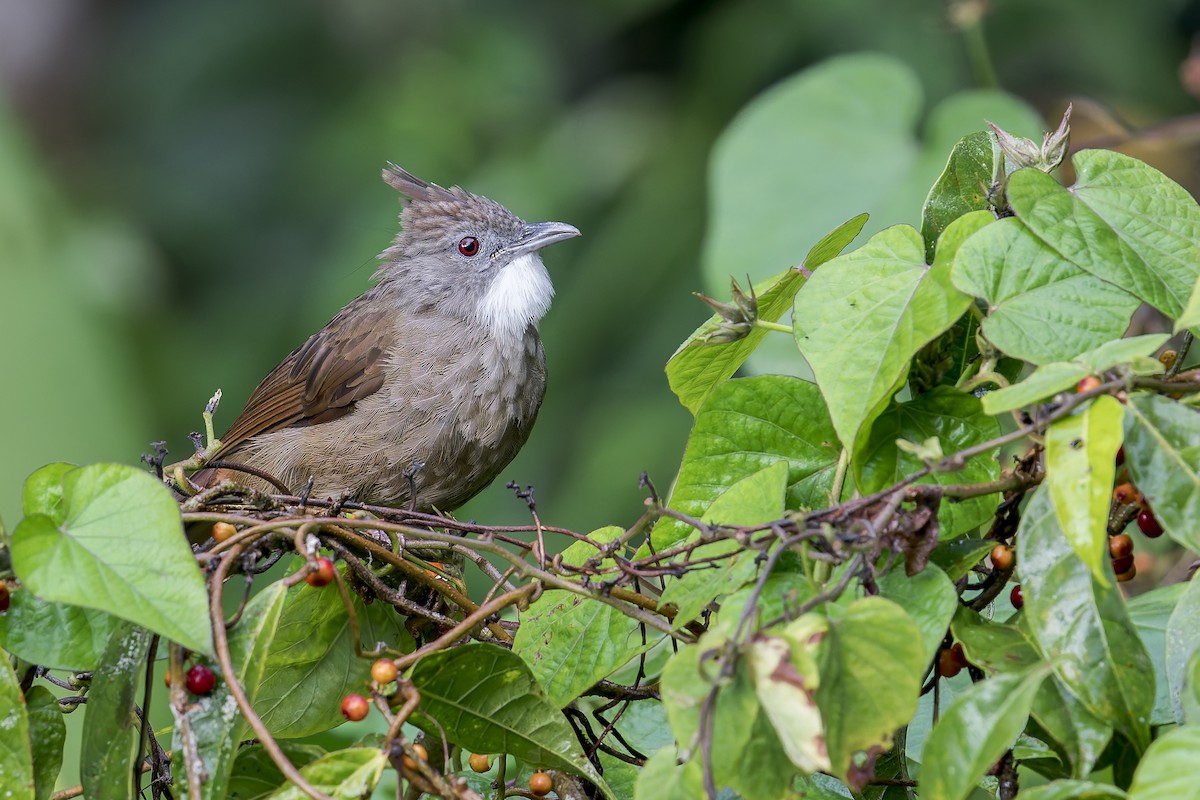 Penan Bulbul - ML637687126