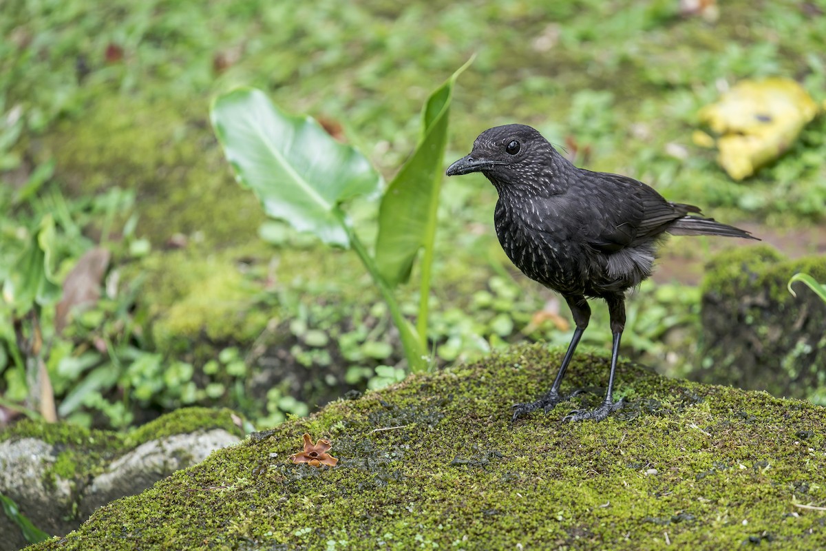 Bornean Whistling-Thrush - ML637687141