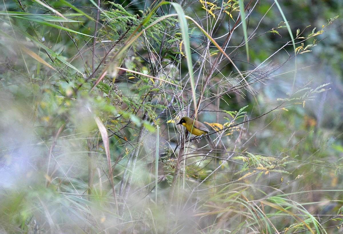 Yellow-throated Laughingthrush - ML637687143