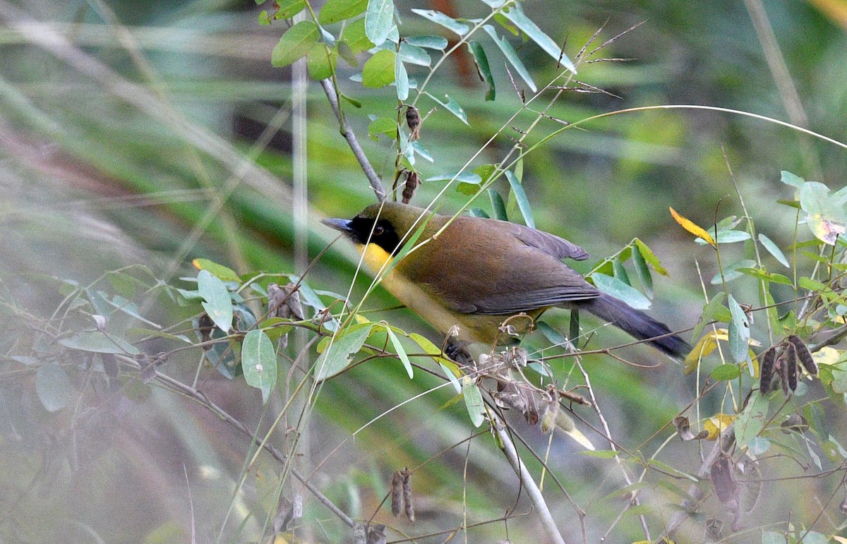 Yellow-throated Laughingthrush - ML637687144