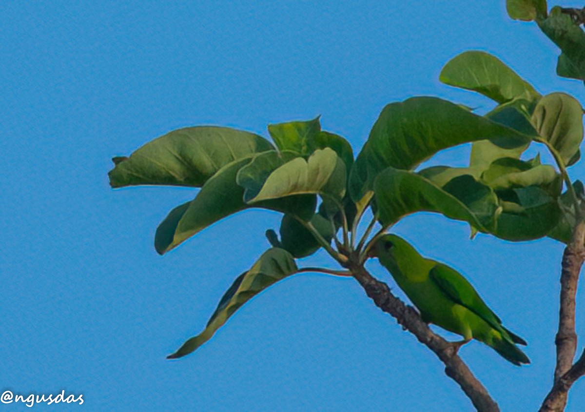 Vernal Hanging-Parrot - ML637687172