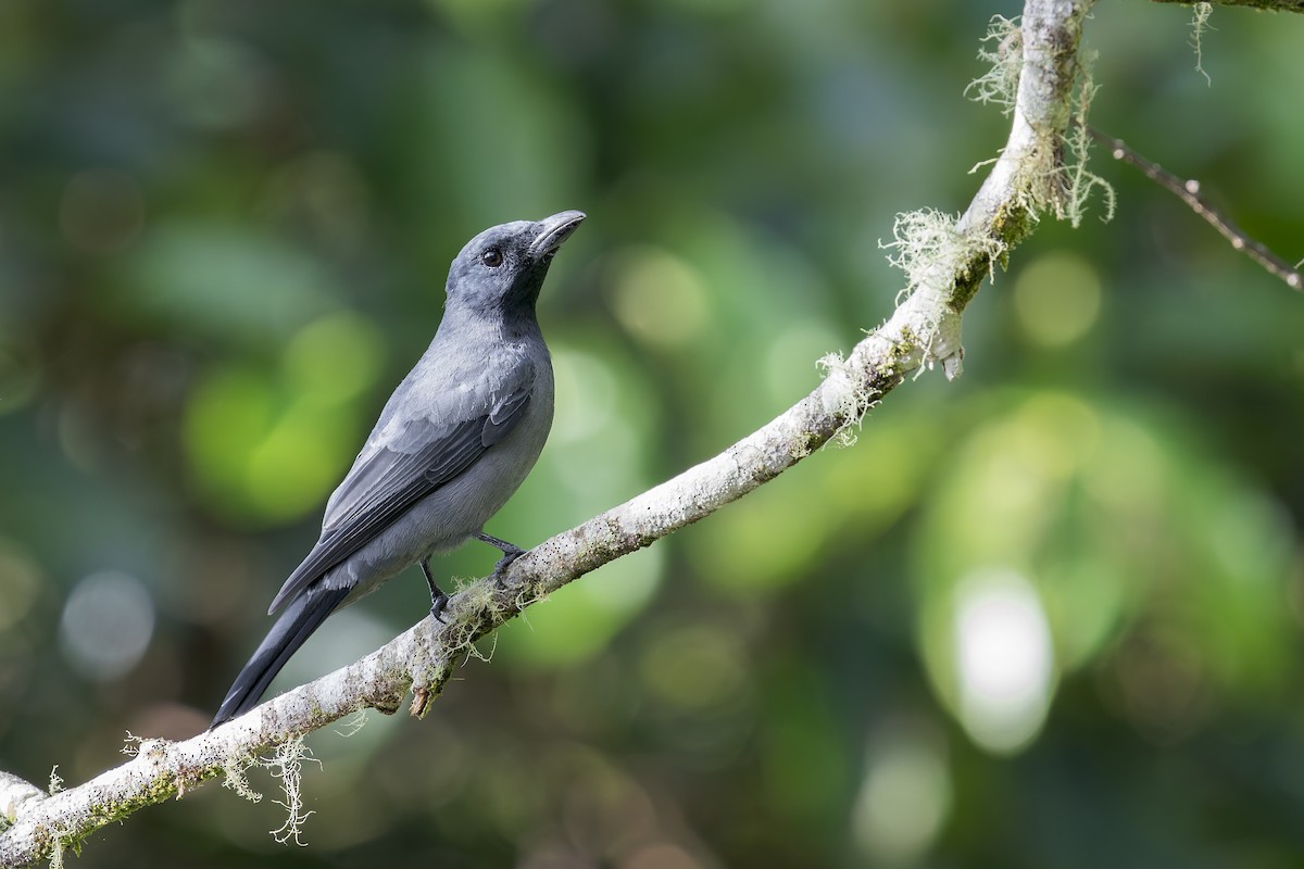 Sunda Cuckooshrike - ML637687174