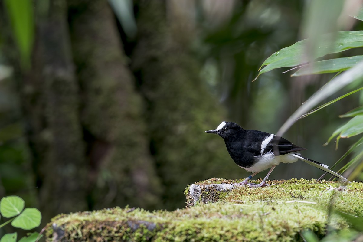 Bornean Forktail - ML637687196