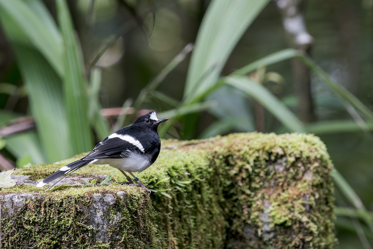 Bornean Forktail - ML637687197