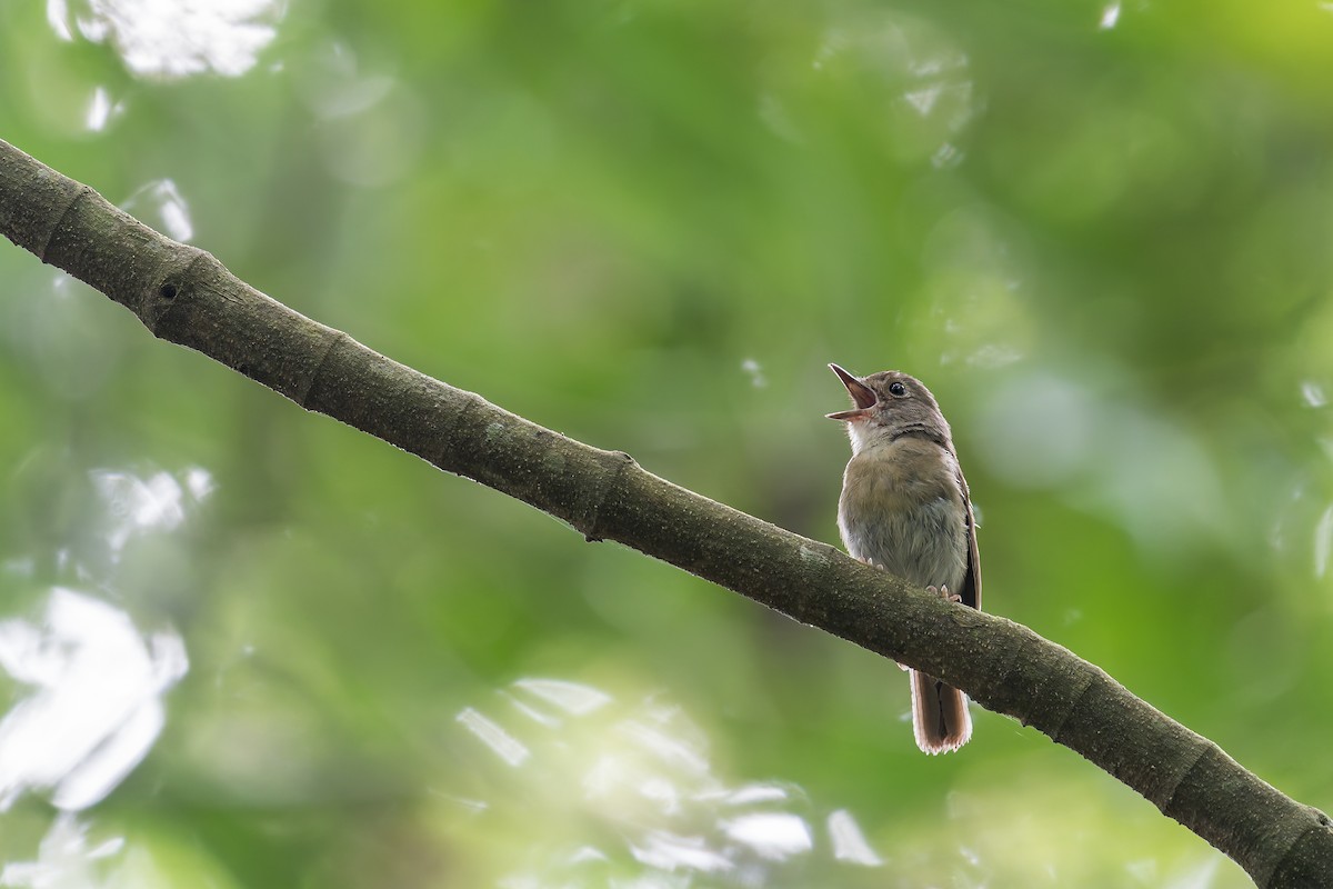 Fulvous-chested Jungle Flycatcher - ML637687204