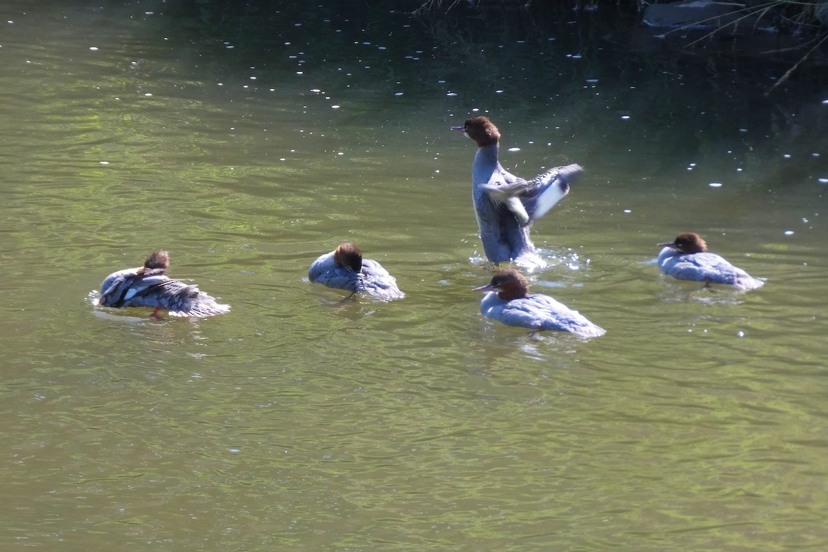 Common Merganser - ML637687210