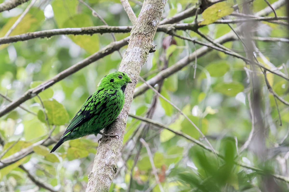 Whitehead's Broadbill - ML637687212