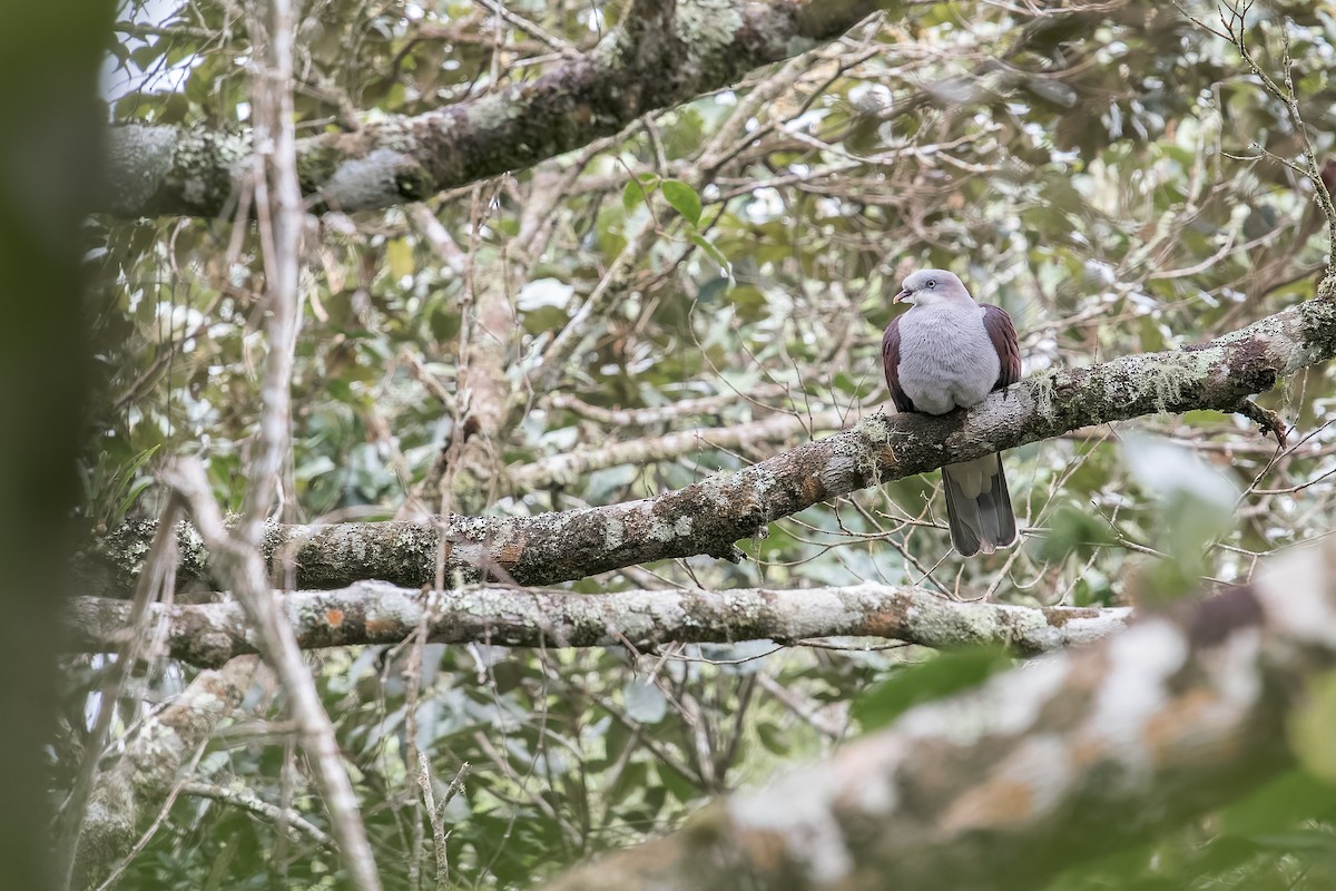 Mountain Imperial-Pigeon - ML637687218