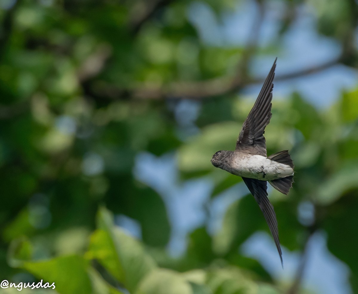 White-rumped Spinetail - ML637687221